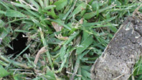 Core from aeration tool for the lawn